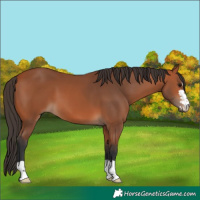 Horse Color:Bay 