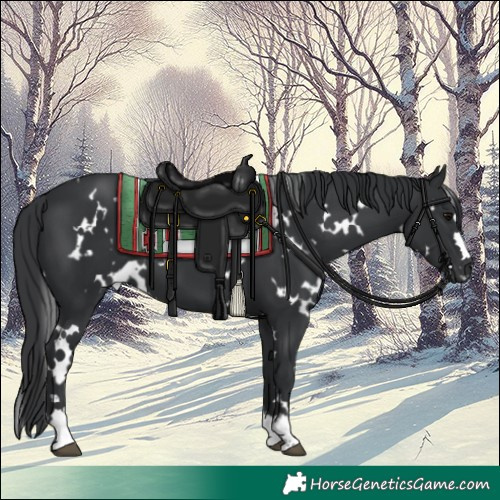 Horse Color:White Spotted Black 