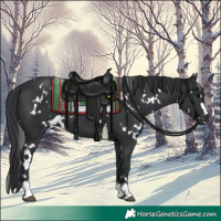 Horse Color:White Spotted Black
