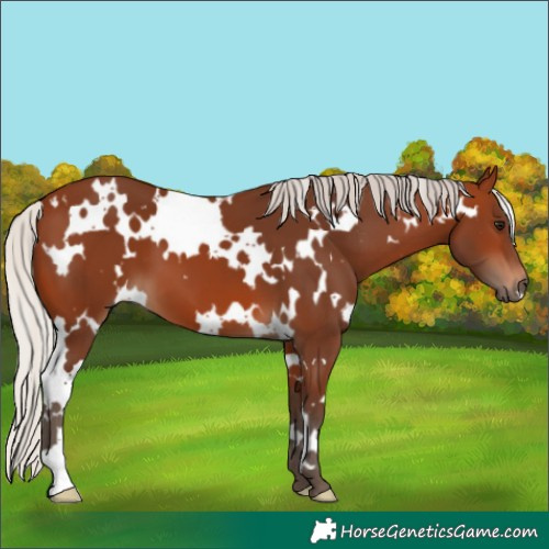 Horse Color:White Spotted Silver Brown 