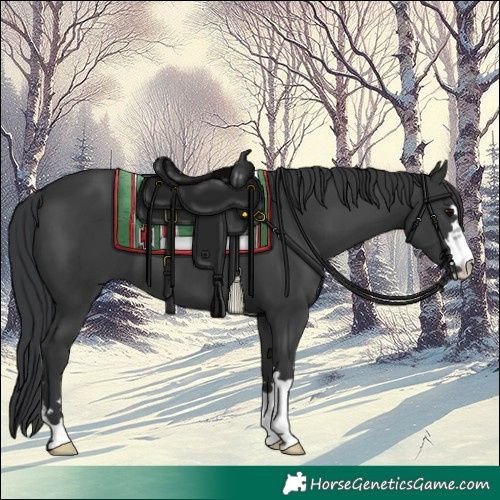 Horse Color:Black 