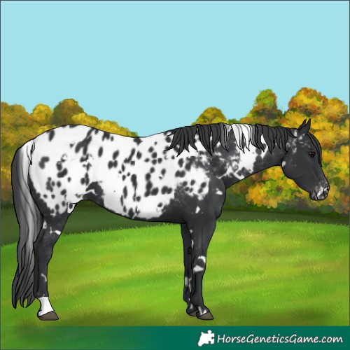 Horse Color:White Spotted Black Appaloosa 