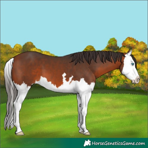 Horse Color:Bay Splash 