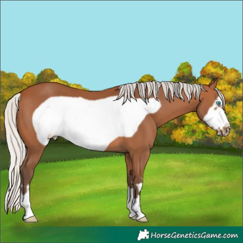 Horse Color:Silver Bay Frame 