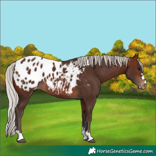Horse Color:Silver Brown Appaloosa 