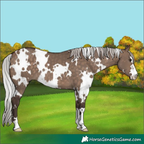 Horse Color:White Spotted Silver Brown Dun 