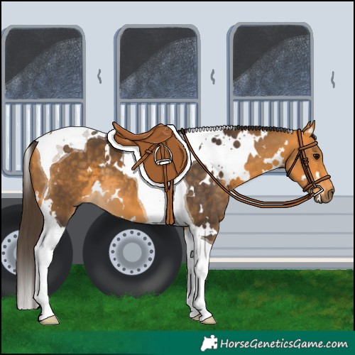 Horse Color:White Spotted Buckskin Tobiano 