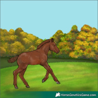 Horse Color:Chestnut Rabicano 