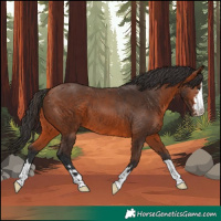 Horse Color:Bay 