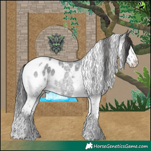 Horse Color:Blue Roan Splash Tobiano Appaloosa 
