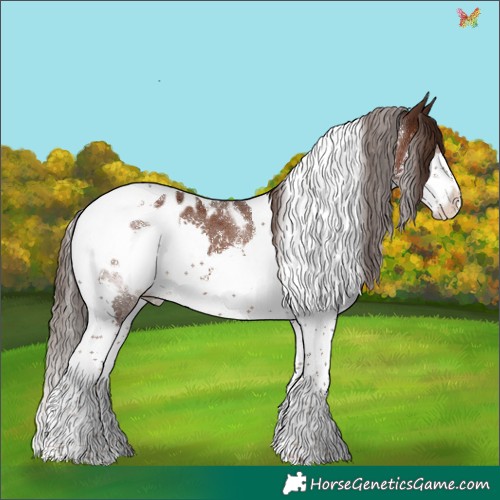 Horse Color:Liver Chestnut Splash Tobiano Appaloosa