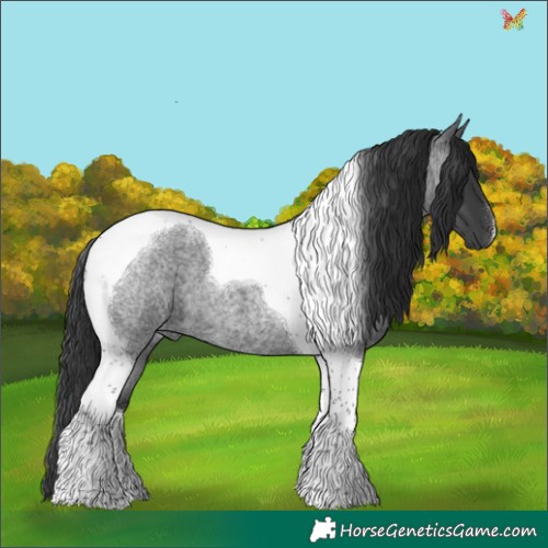 Horse Color:Blue Roan Tobiano