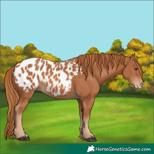Horse Color:Chestnut Appaloosa 
