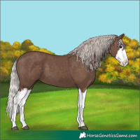 Horse Color:Silver Black Splash 