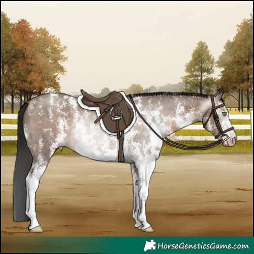 Horse Color:Gray Sable Champagne Sabino