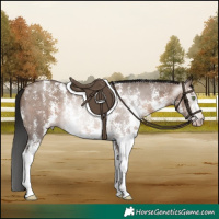 Horse Color:Gray Sable Champagne Sabino 