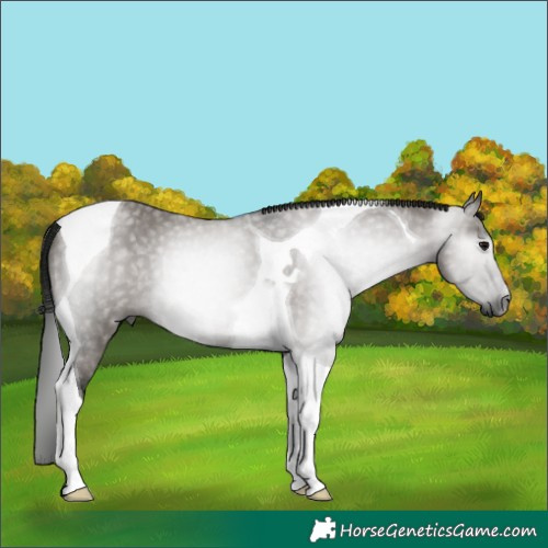 Horse Color:Gray Grullo Tobiano Rabicano 