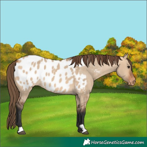Horse Color:Bay Dun Appaloosa 
