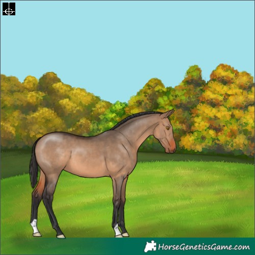 Horse Color:Brown Dun 
