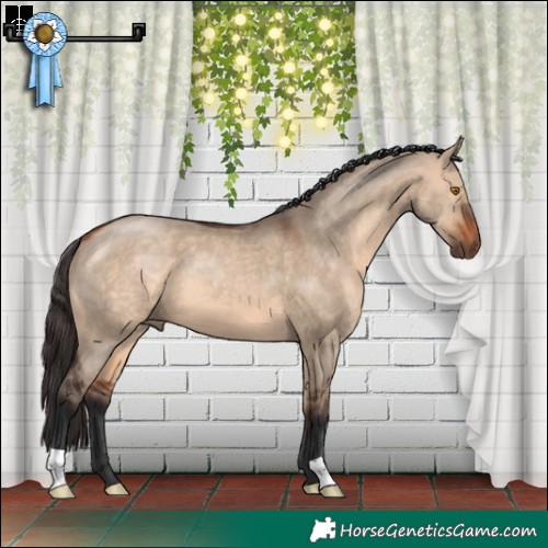 Horse Color:Bay Dun 