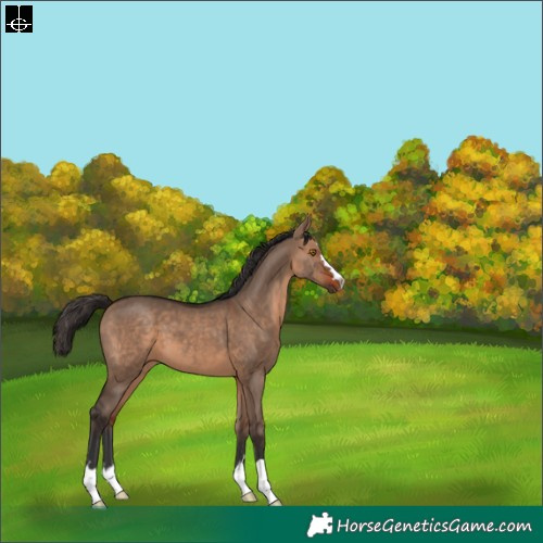 Horse Color:Bay Dun 