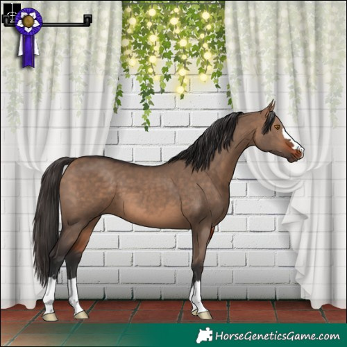 Horse Color:Bay Dun 