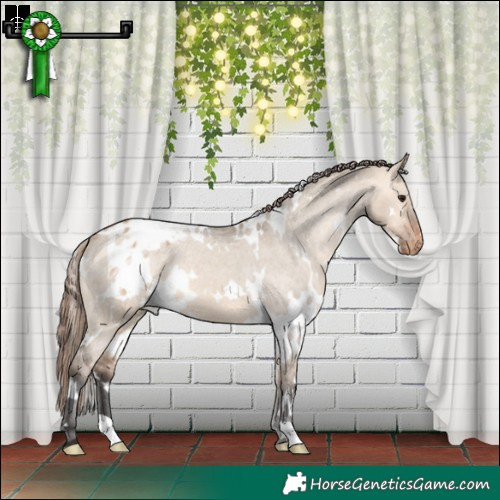 Horse Color:White Spotted Bay Dun Varnish 