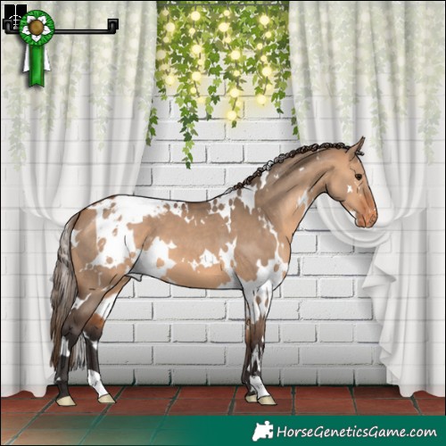 Horse Color:White Spotted Bay Dun Appaloosa 