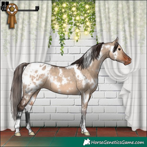 Horse Color:White Spotted Brown Dun Appaloosa 