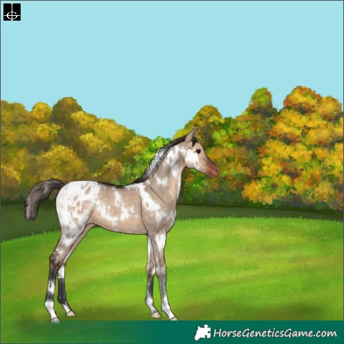 Horse Color:White Spotted Brown Dun Appaloosa 