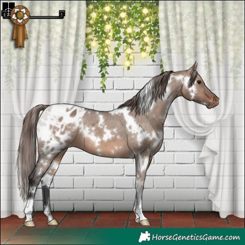 Horse Color:White Spotted Brown Dun Blanket 