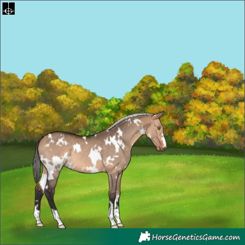 Horse Color:White Spotted Bay Dun 
