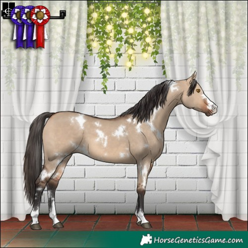 Horse Color:White Spotted Bay Dun 