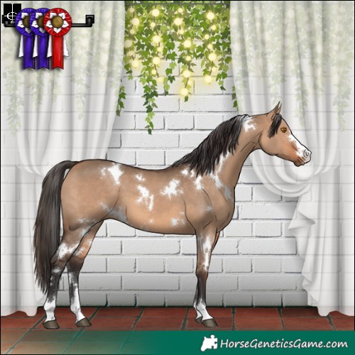 Horse Color:White Spotted Bay Dun 