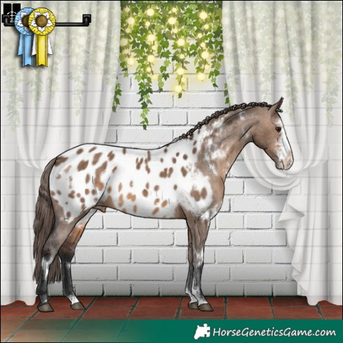 Horse Color:White Spotted Brown Dun Sabino Blanket 