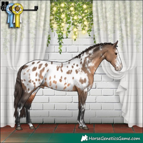 Horse Color:White Spotted Brown Dun Sabino Appaloosa 
