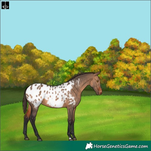 Horse Color:Bay Dun Appaloosa