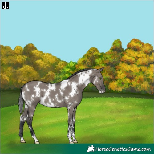 Horse Color:White Spotted Grullo 