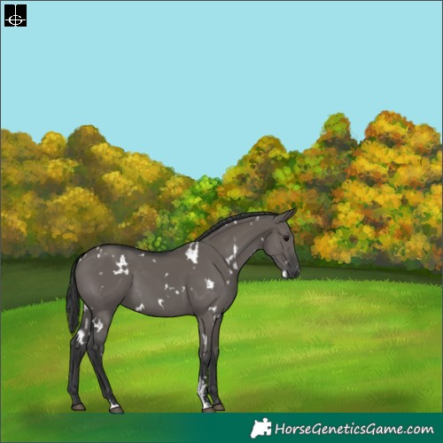 Horse Color:White Spotted Grullo Sabino 