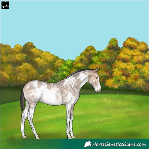 Horse Color:White Spotted Bay Dun Sabino