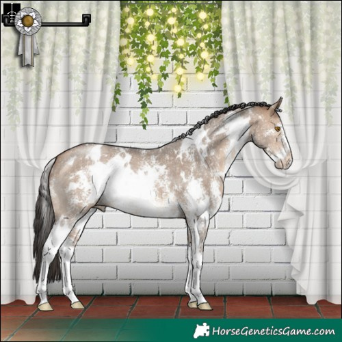 Horse Color:White Spotted Bay Dun Sabino 