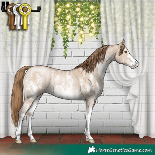 Horse Color:Grullo Pearl Sabino 
