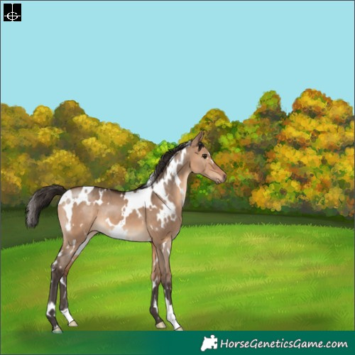 Horse Color:White Spotted Bay Dun 