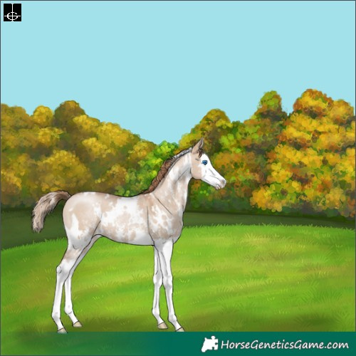 Horse Color:White Spotted Grullo Pearl Sabino Splash 