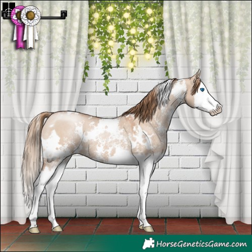Horse Color:White Spotted Grullo Pearl Sabino Splash 