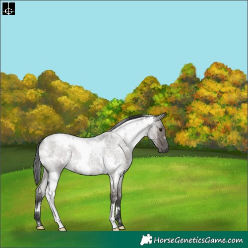 Horse Color:White Spotted Grullo Roan 