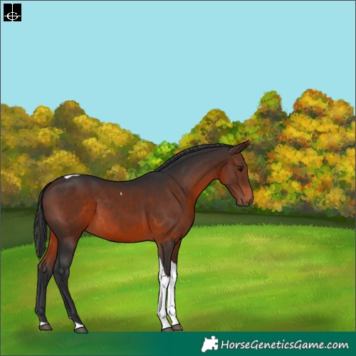 Horse Color:Brown Tobiano 