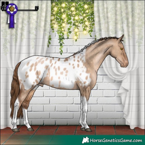 Horse Color:Brown Pearl Dun Tobiano Appaloosa 
