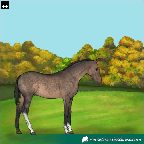 Horse Color:Brown Dun Tobiano 