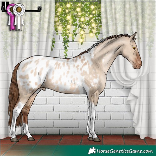 Horse Color:Brown Pearl Dun Tobiano Appaloosa 